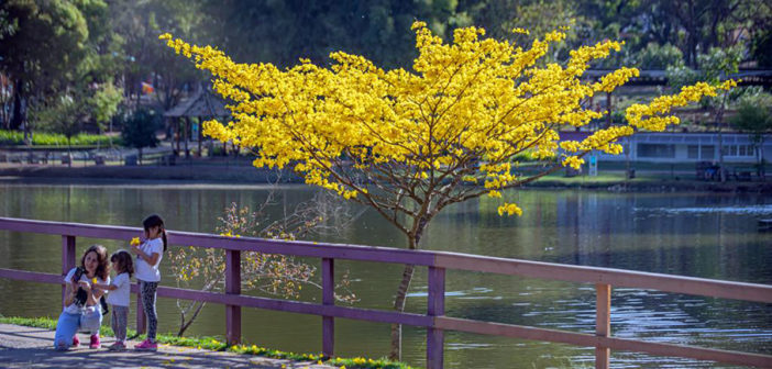 Saiba o que abre e o que fecha em Barueri no feriado do Dia da Consciência Negra