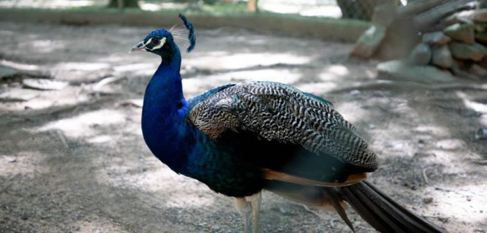 Pavão do Parque Dom José é aposentado e transferido para área protegida