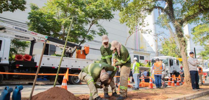 Barueri e Enel iniciam projeto para substituir árvores com risco de queda e reforçar segurança urbana