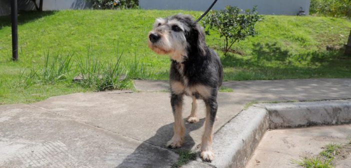 A partir de 1º de julho, Barueri promove 23 feiras para adoção de cães e gatos