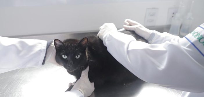 Julho Dourado reforça a importância da vacinação antirrábica gratuita para cães e gatos