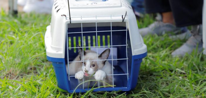 Prefeitura de Barueri abre agenda de castração gratuita para mais de 300 cães e gatos em julho