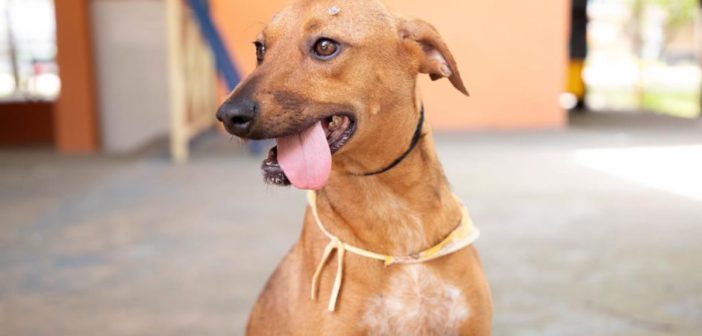 Agosto terá feiras de adoção de pets em diversos pontos de Barueri e região, com início no dia 1