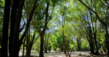 Barueri amplia a arborização urbana para reduzir impactos das mudanças climáticas