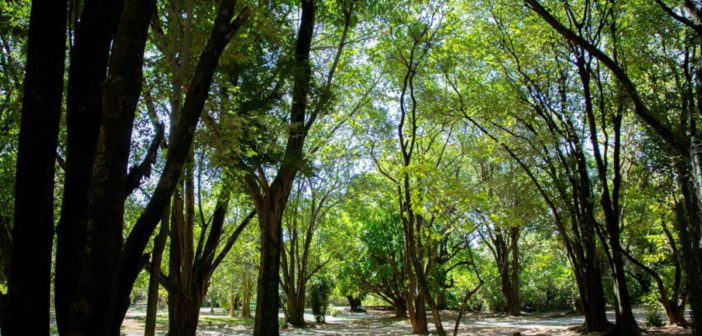 Barueri amplia a arborização urbana para reduzir impactos das mudanças climáticas