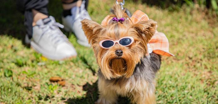 Cãominhada agita Barueri neste sábado (25) com passeio, concurso e feira de adoção