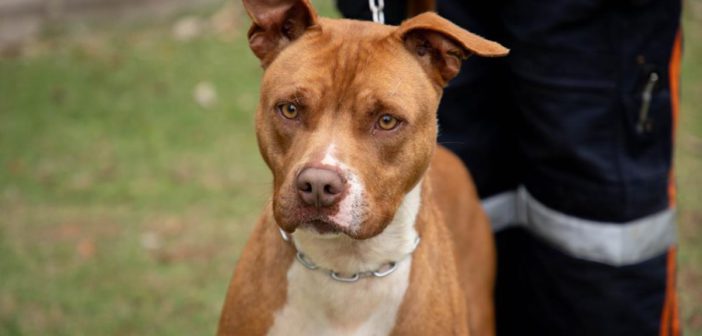 Adote um Guardião: à espera de uma família, cães do Cepad buscam uma nova chance
