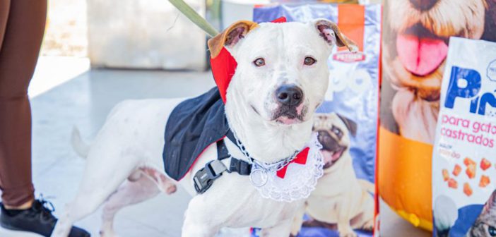 Agendamento de castração de pets de setembro começa no dia 2