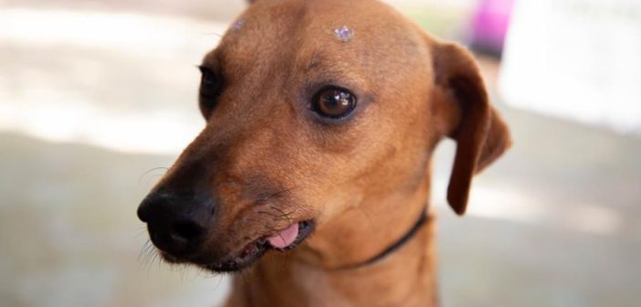 Atendimento veterinário continua no Parque dos Camargos no próximo sábado (12)