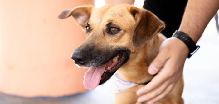 Feiras de adoção de pets de setembro acontecem a partir do dia 2 em Barueri e região